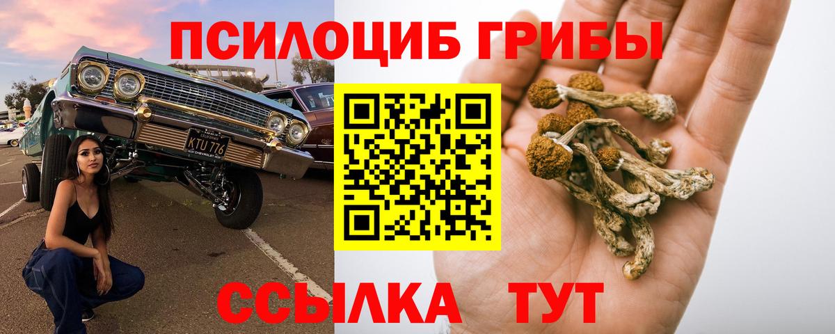 Менделеевск  Галлюциногенные грибы Psilocybine cubensis  Вход с VPN 